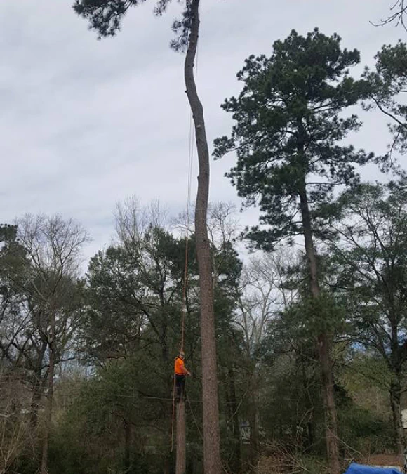 Additional Tree Services