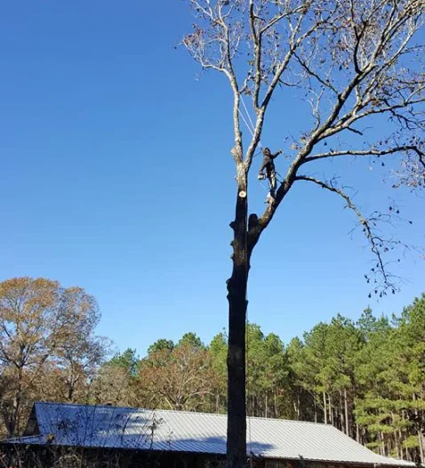 E&A Professional Tree Service About us