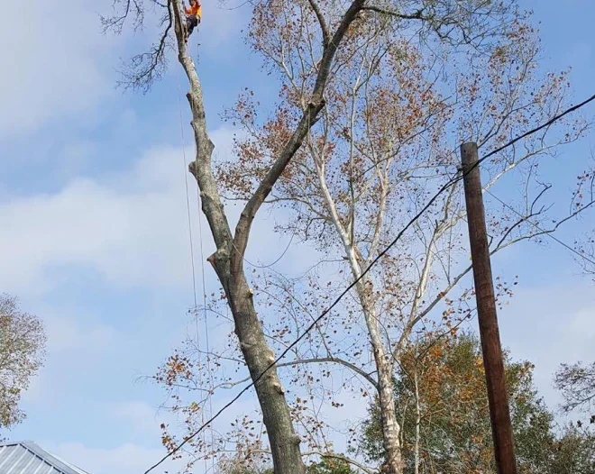 E&A Professional Tree Service homepage 2